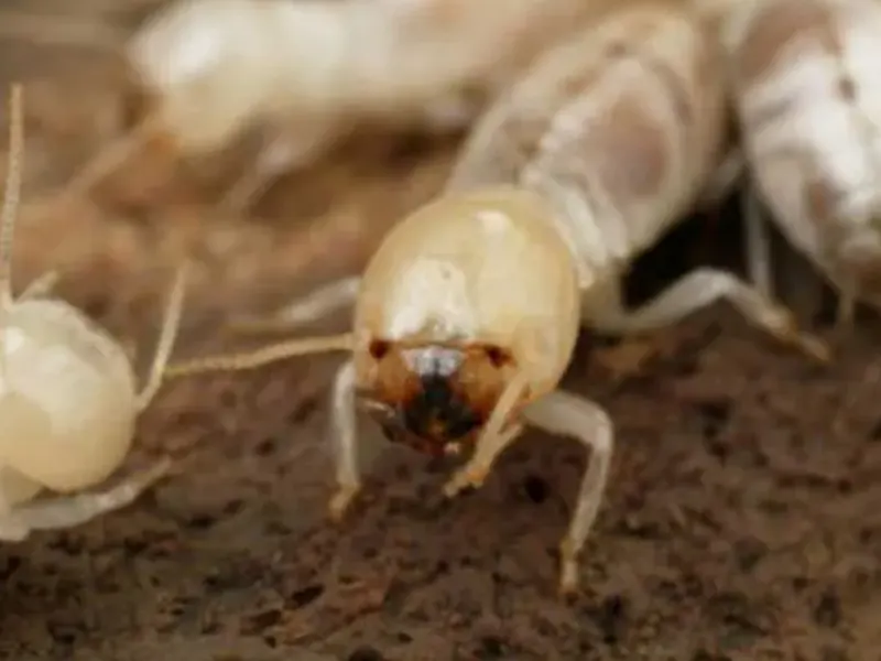 traitement termites à DAX et Anglet