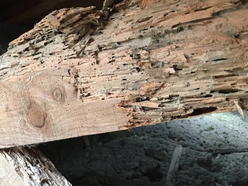 Traitement termites bois