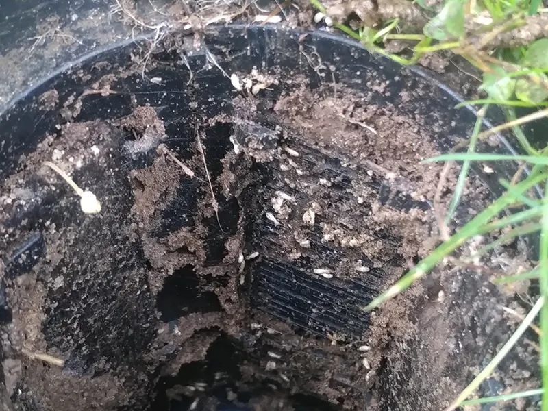 Traitement anti-termites par pièges