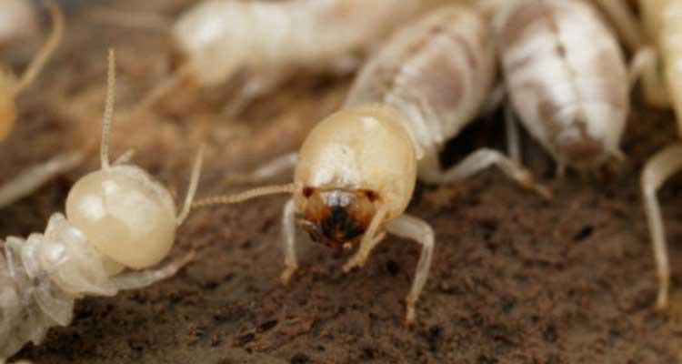 traitement termites à DAX et Anglet