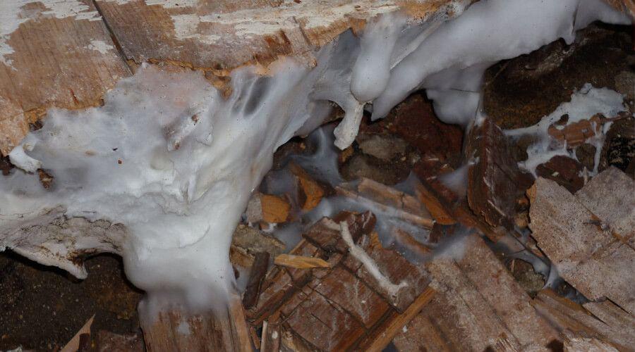 Faites traiter votre charpente bois contre les capricornes . Choisissez DALLAGNOL, une entreprise de traitement des termites située à DAX ou dans l'un des départements des LANDES. Spécialiste traitement charpente à Saint-Paul-lès-Dax