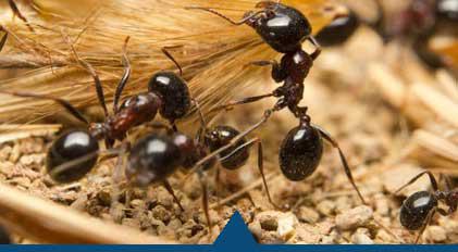 traitement contre les fourmis - DALLAGNOL