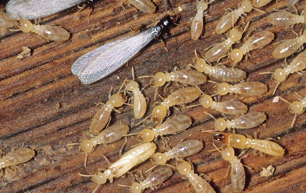 Faites traiter votre charpente bois contre les termites . Choisissez DALLAGNOL, une entreprise de traitement des termites située à DAX ou dans l'un des départements des LANDES. Spécialiste traitement anti-termites à BISCARROSSE