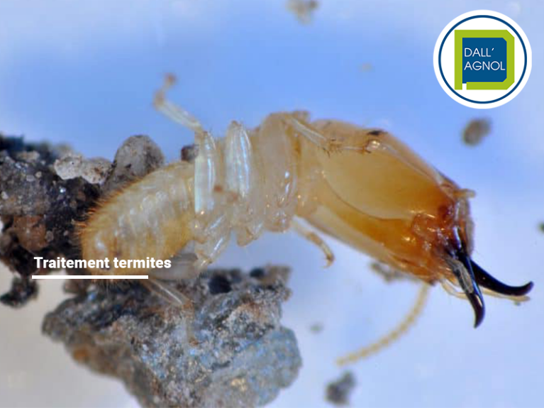 Traitement termites à Pau, chantier effectué par Dallagnol, entreprise experte et professionnelle du traitement des nuisibles.