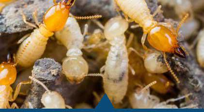 traitement anti-termites - DALLAGNOL