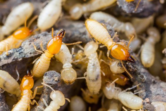 Traitement anti-termites - DALLAGNOL
