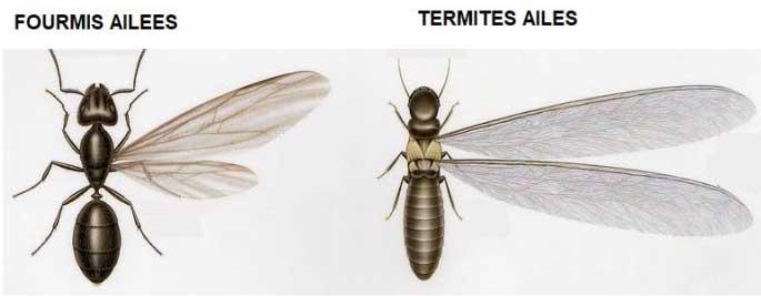 Indentification de termites: Termites ou Fourmis?