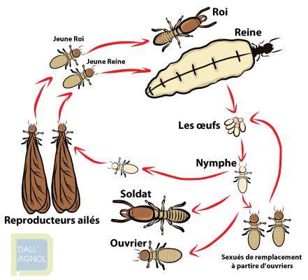 Traitement termites-Morphologies des termites
