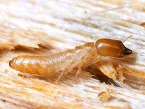 Traitement termites des bois secs