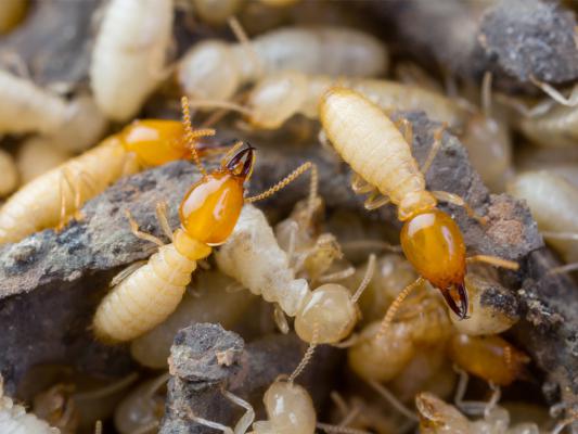 Traitement curatif termites
