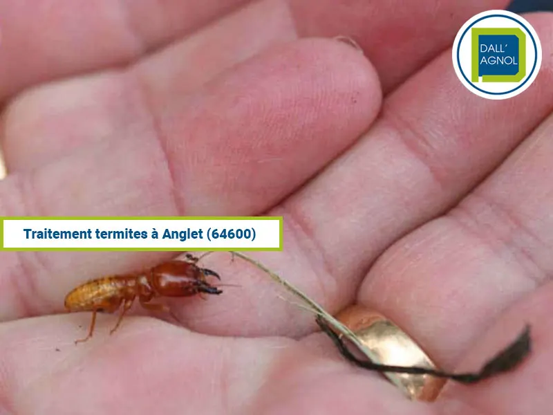 Traitement d’insectes xylophages dans la ville d’Anglet, traitement effectué par la société Dallagnol spécialise des traitements termites dans le Sud-Ouest.