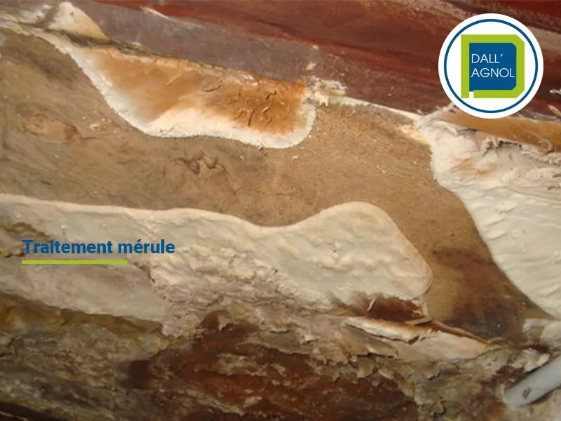 Traitement champignons lignivores : le cas de la mérule dans le département des Landes, chantier effectué par Dallagnol.