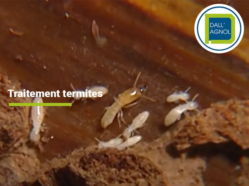 Traitement termites à Hagetmau dans les Landes (40).