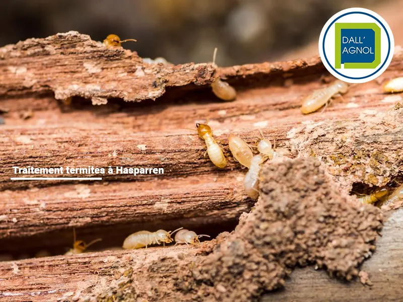 Traitement termites à Hasparren, chantier opéré par Dallagnol spécialiste du traitement termites à Hasparren dans le pays Basque.