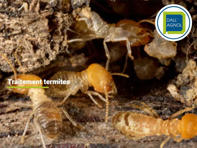 Traitement termites à Hagetmau dans les Landes, chantier opéré par Dallagnol, entreprise experte en termites.