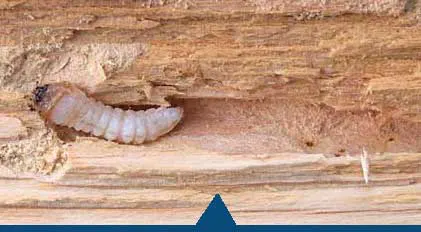 Faites traiter votre charpente bois contre les capricornes . Choisissez DALLAGNOL, une entreprise de traitement des termites située à DAX ou dans l'un des départements des LANDES. Spécialiste traitement charpente à Saint-Paul-lès-Dax