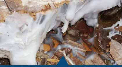 Faites traiter votre charpente bois contre les capricornes . Choisissez DALLAGNOL, une entreprise de traitement des termites située à DAX ou dans l'un des départements des LANDES. Spécialiste traitement charpente à SAINT-VINCENT-DE-TYROSSE
