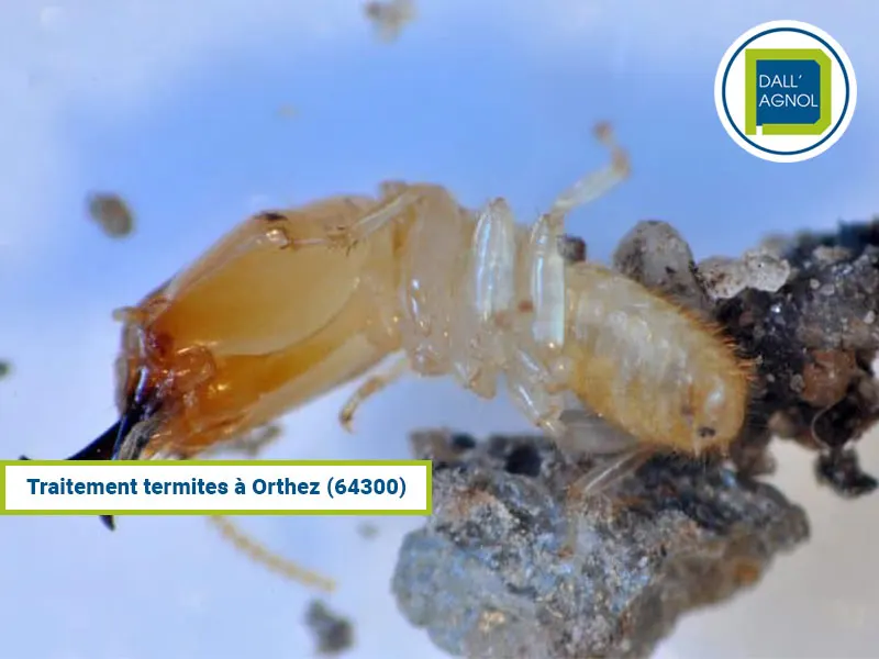 Traitement termites à Orthez dans les Pyrénées-Atlantiques, traitement effectué par Dallagnol..